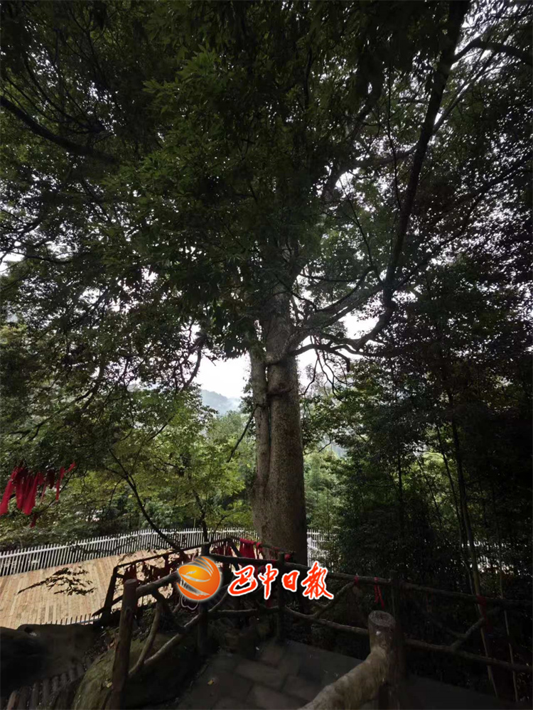 在南江县赤溪镇西厢村青树塆有一处古树名木的打卡胜地,一棵树龄六百